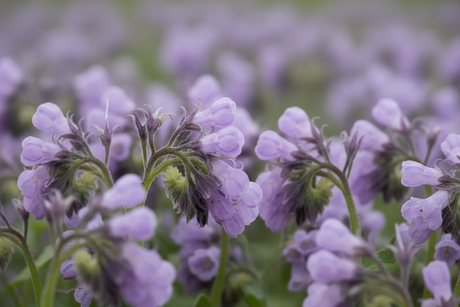 Allantoin